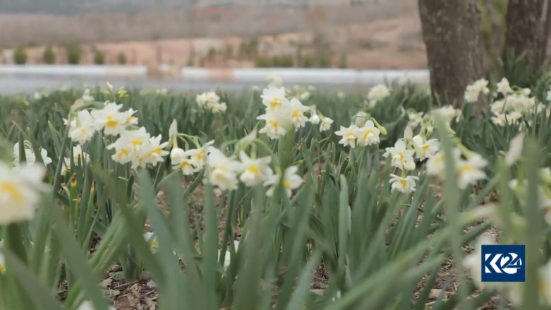 زهرة النرجس